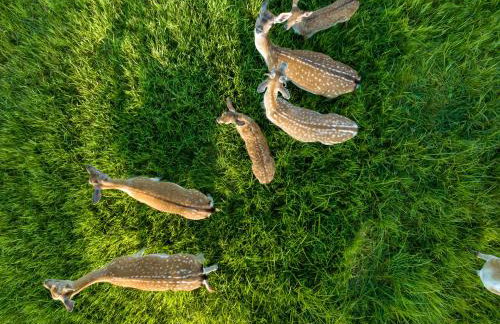Siedlisko Leszczewek - Foto 74