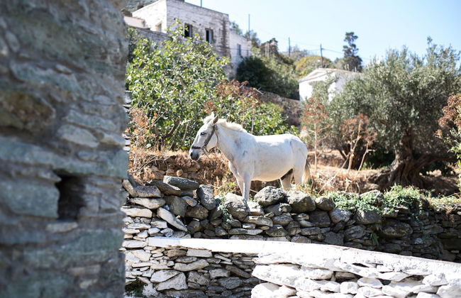 Andros Maisonettes - Photo 20