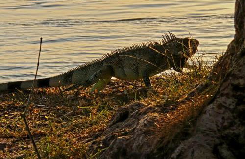 Pousada Bosque dos Aruãs - Foto 19