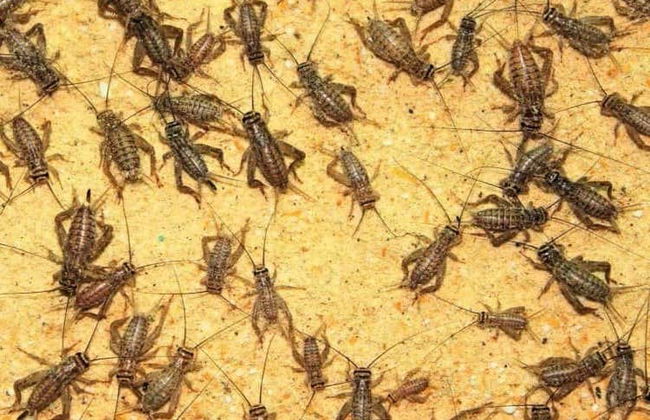 Da Lat Countryside Tour - Photo 2