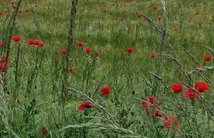 Ferienwohnung ÜckeRitz bei Familie Habben mit PKW Stellplatz - Foto 60