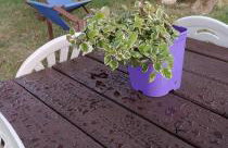 Mieszkanie z Ogrodem - Foto 39