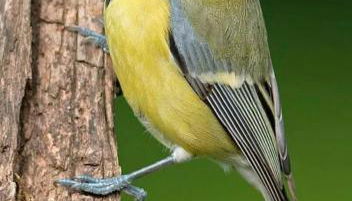 La Cinciallegra - Locazione Turistica - Foto 2