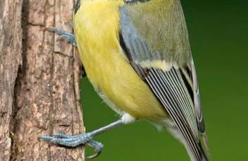 La Cinciallegra - Locazione Turistica - Foto 2