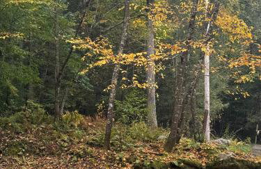 Serene Cabin between Fayetteville& Summerville WV - Foto 79