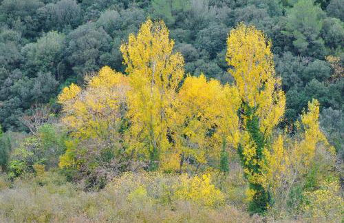 Mas Corbella - Foto 62