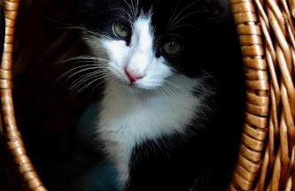 Torridge House Cottages - Foto 31