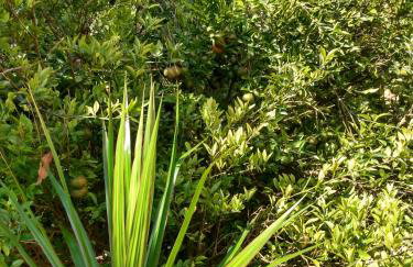 Refúgio sossego (casa de campo) - Foto 17