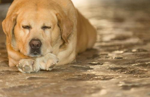 Muleta de Ca S'Hereu Agroturismo - Foto 124