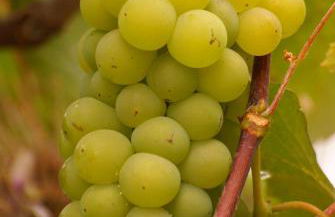 Torre Bella Gardens - Foto 57