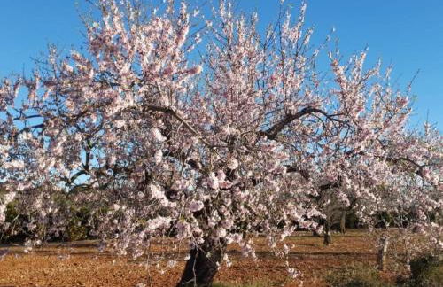 Holiday Home Casa Geminis 1 mit Garten und Meerblick by Interhome - Photo 30