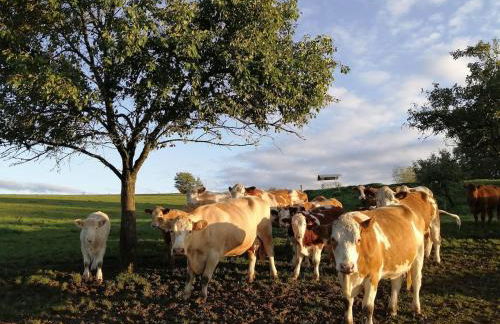 Ferienhaus Schilz II - Urlaub auf dem Bauernhof - Foto 22