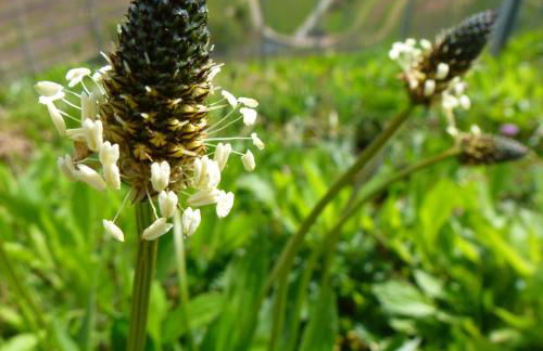 Baumanns Landhaus Durbach - Foto 53