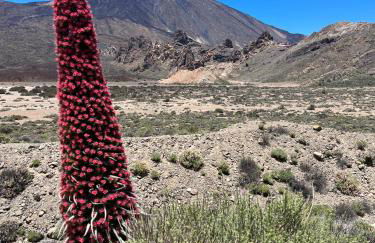 Apartamento Los Picachos, Poris de Abona - Foto 63