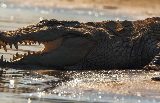 Chambal Valley Safari - Foto 1