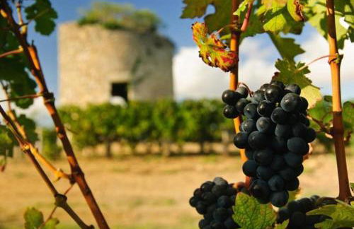 Otonneauxstress - Vigneron - Foto 21