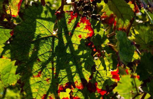 Unter den Reben - Foto 34