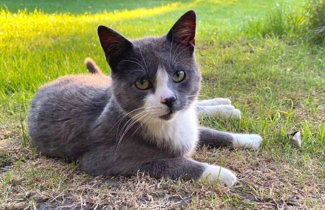 Grandpa Hans Modern Retreat - Foto 18