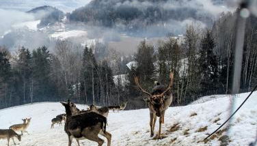 Natur Apartments Riesen - Photo 2