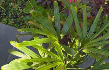 Casa de roça - Foto 51