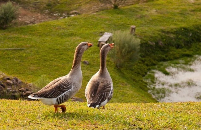 Cabanas Recanto do Rancho - RQ - Foto 54