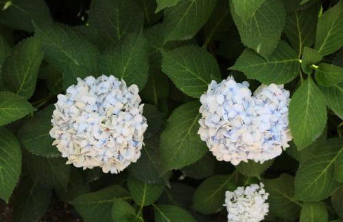 Casa da Eira - Foto 10