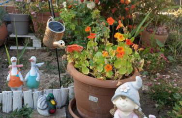 Dora's House - Foto 43