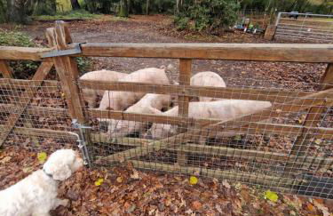 Mill Lane Farm Holiday Cottages - Photo 25