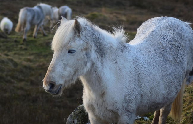 Pod Beag Beside the Sea, Isle of Eriskay - Photo 12