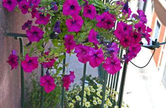 La Ciriciccia - Foto 26