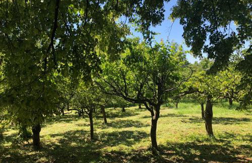 Czytelnia w Sadzie - Foto 33