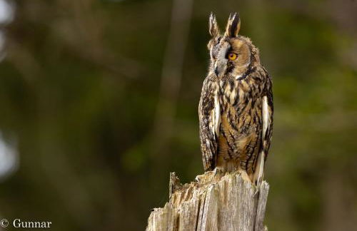 Ferienhaus Ellie mit Bootscharter auf der Müritz - Foto 7