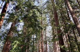 Sudden Valley Luxury Stay-Steps to Lake Louise - Foto 34