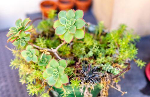 Stella d'Argento - Photo 47