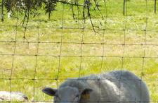 Monte da Masmorra de baixo-Casa Alentejana - Foto 53