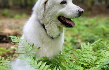 Domek na Obidzy - Foto 17