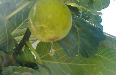 Quinta de São João - Foto 33