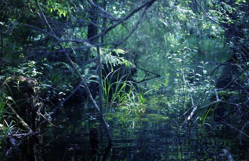 Jabłkowo-na skraju Puszczy Boreckiej ŚNIADANIA W CENIE - Foto 37