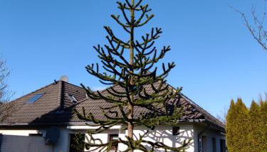 Ferienwohnung Steuerbord - Foto 2