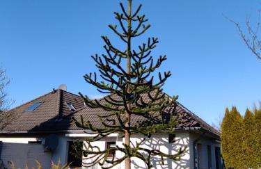 Ferienwohnung Steuerbord - Foto 2