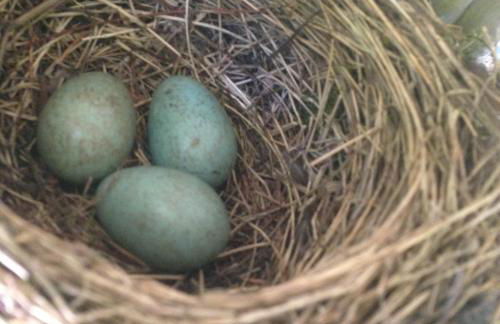 Le Terrier Blanc - Foto 15