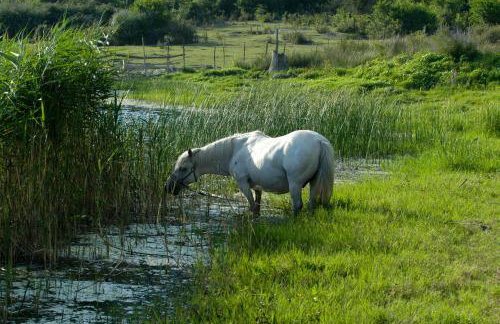 Villa Šolo - Foto 8