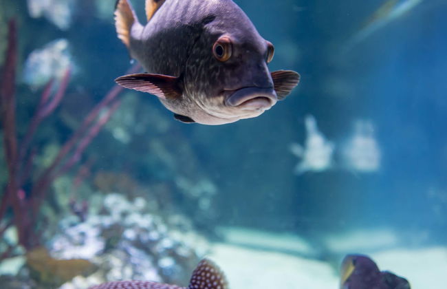 Entrada al Sea Life London - Foto 1