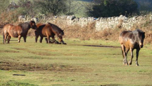 Red Rose Cottage - Foto 5