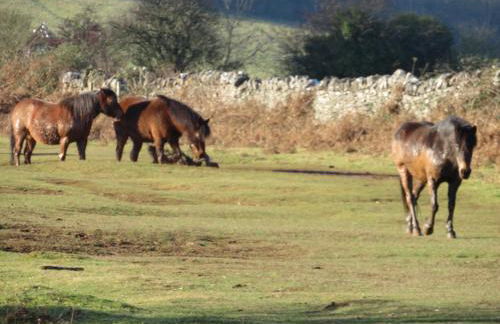 Red Rose Cottage - Foto 5