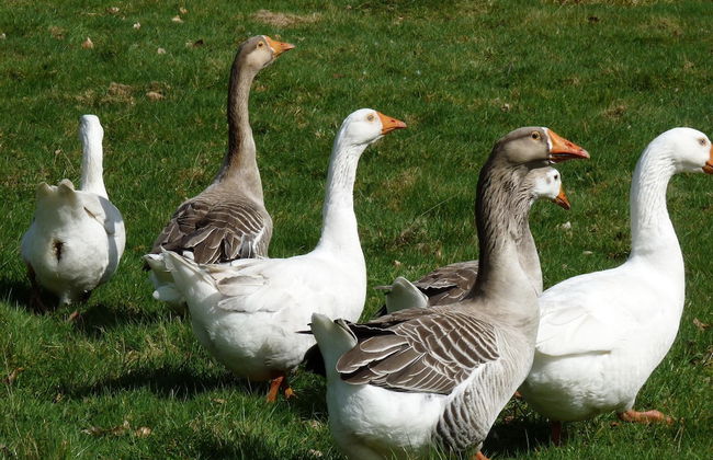 Cozy Holiday Home in Aalter near Lake - Photo 36