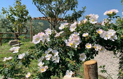Agriturismo La Terrazza su Farfa - Foto 10