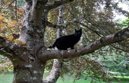 Appartement du Château du Grand Bouchet - Foto 19