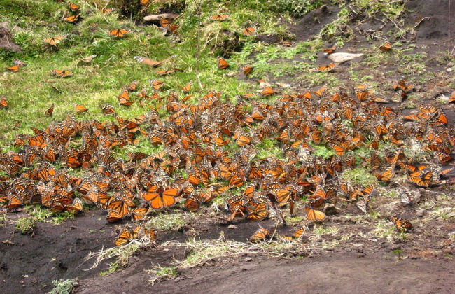 El Rosario Monarch Butterfly Sanctuary Day Trip - Photo 2