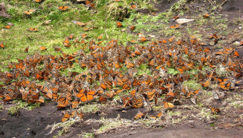 Colonia de mariposas monarca